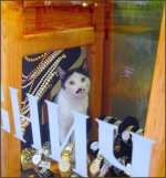 tangled up in gold2.jpg