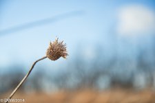 Wasted Flower (1 of 1).jpg