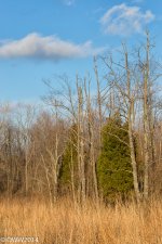 Still Green (1 of 1).jpg