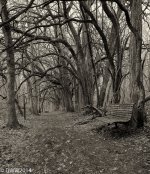A Knarled Tunnel (1 of 1).jpg