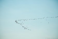 SHM_2348.jpg