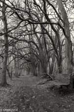A Knarled Tunnel 2 (1 of 1).jpg
