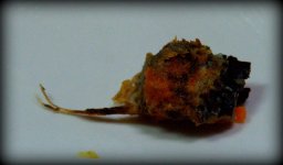 Yuck!!.jpg