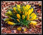 Day87Flowers.jpg