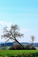 Winter tree.jpg
