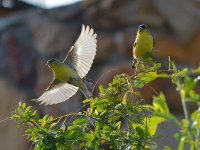 Finches.jpg