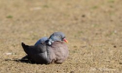 dsc_8104.jpg
