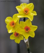 DSC_4804.jpg