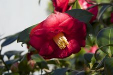 DSC_7199.jpg