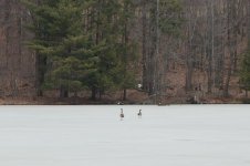 088 Geese-140329_01.jpg