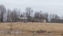 088 Horses-140329_1.jpg