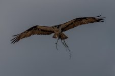 Nikonites-88-1.jpg