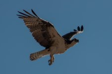 Nikonites-88-8.jpg