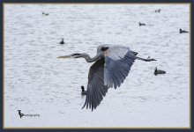 Day 88 Blue Heron 3.jpg