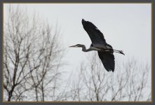 Day 88 Blue Heron 4.jpg