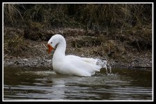Day 88 Goose.jpg