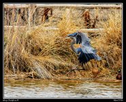 Day88Heron2Web.jpg