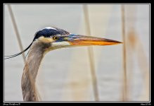 Day88Heron3Web.jpg