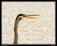 Day88Heron4Web.jpg
