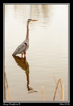 Day88Heron5Web.jpg