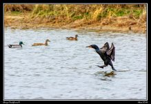 Day88CormoranWeb.jpg