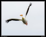 Day88PelicanWeb.jpg