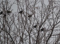 DSC_2515.jpg