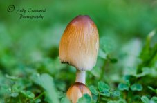 DSC_1663_edited-2.jpg
