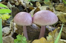 DSC_2350.jpg