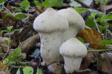 DSC_2345.jpg