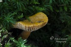 DSC_2328.jpg