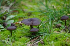 DSC_1758.jpg