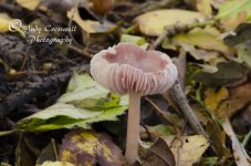 DSC_2337.jpg