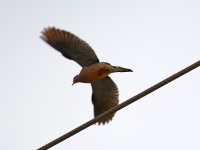 Dove.jpg