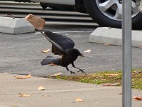 Crow.jpg