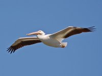 Pelican3.jpg