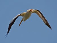 Pelican5.jpg