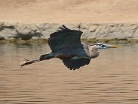 Heron13.jpg