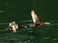 Duck3.jpg