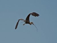 Heron4.jpg