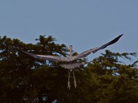 Heron7.jpg
