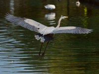 Heron10.jpg