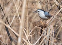 Nuthatch (1 of 1).jpg