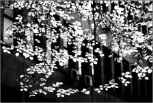 facade-tree.jpg