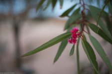 _DSC7527.jpg
