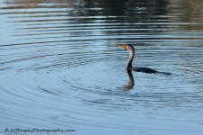 DSC_0811.jpg