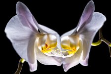 D80_8568-Edit.jpg