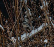 090 Chickadee-140331_01.jpg