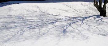 090 Tree Shadow-140331_01.jpg