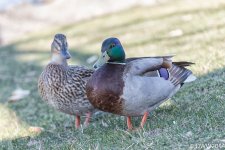 The Couple (1 of 1).jpg